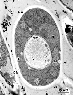 Zymolyase Candida.gif
